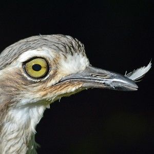 Meet your Posher, Eddita